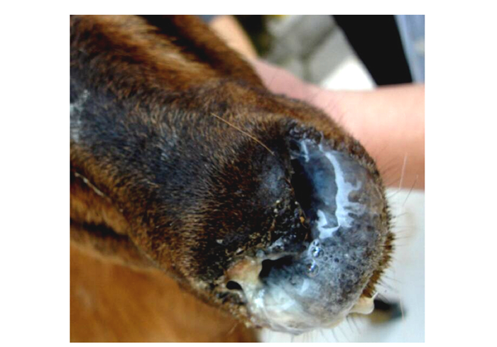 006羊鼻蝇蛆病图片山羊鼻腺癌羊鼻子有虫症状图片动物鼻疽山羊鼻腺瘤